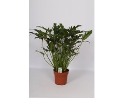 Philodendron Xanadu 80cm