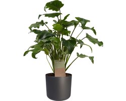 Philodendron Xanadu Feel Green met Elho B.for soft antracite - Hoogte 45cm Potmaat 14 - Bektas Plants