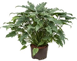 Philodendron xanadu L hydrocultuur plant