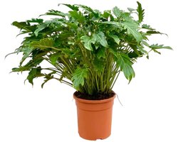 Philodendron Xanadu – Tropische Kamerplant 80 cm – Ø27 cm