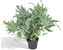 Phlebodium Aureum Blue Star Ø17cm - 50cm