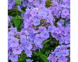 Phlox (P) 'Sweet Summer Ocean' | 1 stuk | Bijen- en vlinderplant | Bijentuin | Bloeiende vaste plant | bloemenpracht in de zomer | Geurende plant | tuinplant geurend | 11x11 cm Kwekerspot | Snijbloem | Geurend | Blauw