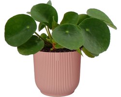 Pilea Peperomioides in Elho Vibes roze | Pannekoekplant