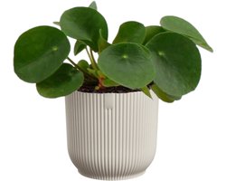 Pilea Peperomioides in Elho Vibes wit | Pannekoekplant