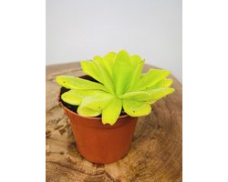 Pinguicula mix - 3 stuks | Ø 8.5 cm - Hoogte 25 cm | Indrukwekkend & Sfeervol | Dé Unieke Gift