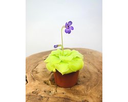 Pinguicula Setje | Vetblad 'Tina' | 2 stuks | Potmaat: ø 8.5 cm hoogte: 25 cm | Deze prachtige vleesetende planten soort kan een prachtige bloem groeien