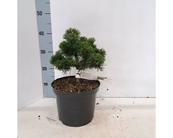 Pinus mugo 'March' - Bergden | 25-30 cm pot