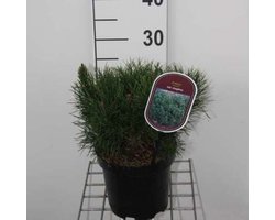 Pinus mugo 'Mugo' - Bergden 20 - 30 cm in pot