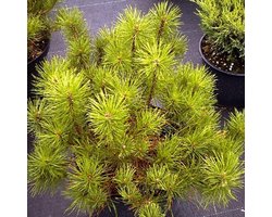 Pinus mugo 'Mugo' - Bergden 20-30cm pot