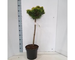 Pinus mugo 'Ophir' - Bergden | 50 cm pot