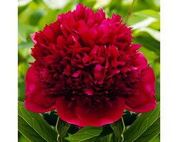 Pioenroos Wortel - Red Charm - Tuinplant Winterhard - 1 stuk - Meerkleurig - Buitenplanten