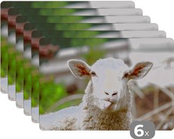 Placemat - Placemats kunststof - Schaap - Dieren - Wol - 45x30 cm - 6 stuks - Hittebestendig - Anti-Slip - Onderlegger - Afneembaar