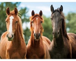 Placemats drie paarden 3D print - 30 x 40 cm - Knutsel of ontbijt/diner onderleggers