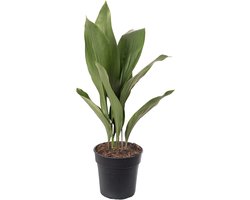 Plant, exotisch, groot