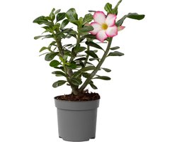 Plant in a Box - Adenium Obesum Pink Star - Roze Woestijnroos - Bloeiende Woestijnroos - Pot 13cm - Hoogte 30-40cm