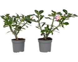 Plant in a Box - Adenium Obesum Pink Star - Set van 2 - Roze Woestijnroos - Bloeiende Woestijnroos - Pot 13cm - Hoogte 30-45cm
