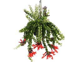 Plant in a Box - Aeschynantus Twister - Lipstickplant - Groene hangplant - Pot 15cm - Hoogte 20-30cm