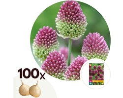 Plant in a Box - Allium Sphaerocephalon - Bloembollen x100 - Trommelstok - Bloembollen voor Tuin, Terras of Balkon