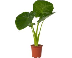 Plant in a Box - Alocasia Odora - Groene kamerplant met grote groene bladeren - Pot 17cm - Hoogte 55-75cm