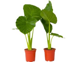 Plant in a Box - Alocasia Odora - Set van 2 - Groene kamerplant met grote groene bladeren - Pot 17cm - Hoogte 55-75cm
