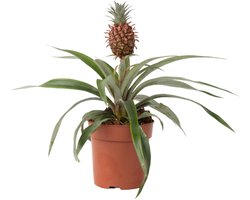 Plant in a Box - Ananasplant Mi Amigo - Kamerplant - Pot 12cm - Hoogte 35-45cm