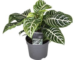 Plant in a Box - Aphelandra - Zebraplant - Groene kamerplant - Unieke bladeren - Pot 13cm - Hoogte 25-45cm