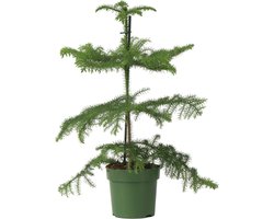 Plant in a Box - Araucaria Heterophylla - Norfolkden - Kamerden - Pot 14cm - Hoogte 45-55cm