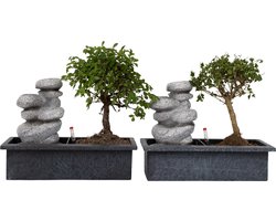 Plant in a Box - Bonsai boompje met Easy-care watersysteem én stromende waterval over Zen stenen - kamerplant - Hoogte 25-35cm
