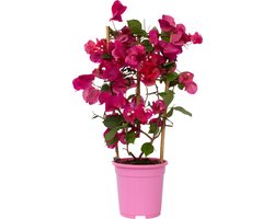 Plant in a Box - Bougainvillea - Bougainvillea op rek - Roze bloemen - Klimplant - Tuinplant - Pot 17cm - Hoogte 50-60cm