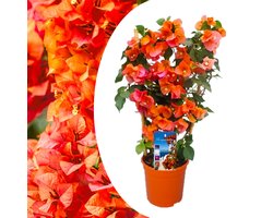 Plant in a Box - Bougainvillea 'Dania' - Bougainvillea op Rek - Oranje bloemen - Klimplant - Tuinplant - Pot 17cm - Hoogte 50-60cm