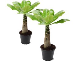 Plant in a Box - Brighamia Insignis - Set van 2 - Exotische kamerplant - Pot 12cm - Hoogte 30-40cm
