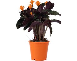 Plant in a Box - Calathea Crocata - Luchtzuiverend - Kamerplant - Pot 14cm - Hoogte 40-50cm