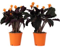 Plant in a Box - Calathea Crocata - Luchtzuiverend - Set van 2 kamerplanten - Pot 14cm - Hoogte 40-50cm