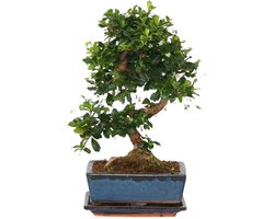 Plant in a Box - Carmona microphylla - Hoogte 20-25cm - Fukien Bonsai S-Shape boom - Pot 15cm