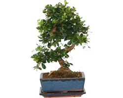 Plant in a Box - Carmona microphylla - Hoogte 20-30cm - Fukien Bonsai S-Shape boom - Pot 20cm