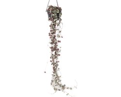 Plant in a Box - Ceropegia Woodii - Chinees Lantaarnplantje - Pot 14cm - Hoogte 20-30cm