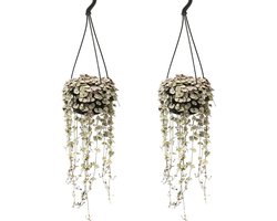 Plant in a Box - Ceropegia Woodii - Set van 2 Chinese Lantaarnplantjes - Pot 14cm - Hoogte 20-30cm