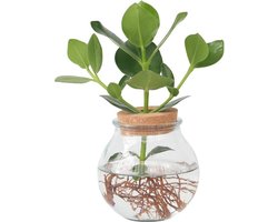 Plant in a Box - Clusia in glas - Hydroponie - Kamerplant op water