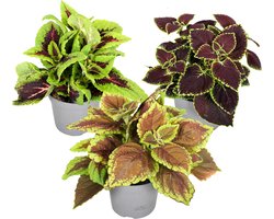 Plant in a Box - Coleus - Brandnetel - 3x - Echte kamerplant met verschillende kleuren - Pot 13cm - Hoogte 25-40cm
