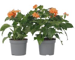 Plant in a Box - Crossandra Fortuna - Set van 2 - Bloeiende kamerplanten - Mooie heldere bloemen - Pot 13cm - Hoogte 20-30cm