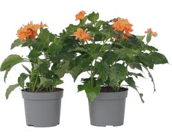 Plant in a Box - Crossandra Fortuna - Set van 4 - Bloeiende kamerplanten - Mooie heldere bloemen - Pot 13cm - Hoogte 20-30cm