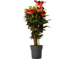 Plant in a Box - Croton - Codiaeum variegatum 'Mrs. Iceton' - Hoogte 90-100cm - Pot 27cm - Kleurrijke unieke kamerplant