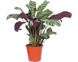 Plant in a Box - Ctenanthe 'gebedsplant' - Ctenanthe burle-marxii - Groen/paarse bladeren - Pot 12cm - Hoogte 25-40cm