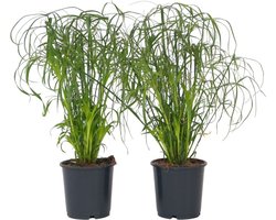 Plant in a Box - Cyperus alternifolius - Set van 2 - Perfect als decoratie in huis - Pot 14cm - Hoogte 40-50cm