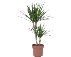 Plant in a Box -Dracaena Marginata - Dracaena drakenbloedboom - Pot 17cm - Hoogte 70-80cm