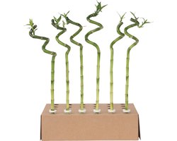 Plant in a Box - Dracaena sanderiana - Set van 6 - Geluksbamboe - Leliefamilie - Kamerplant - Hoogte 40-50cm