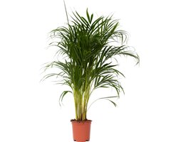 Plant in a Box - Dypsis Lutescens - Areca - Goudpalm - Luchtzuiverende groene kamerplant - Pot 21cm - Hoogte 100-120cm