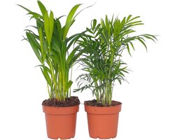 Plant in a Box - Dypsis lutescens, Chamaedorea elegans - Set van 2 - Mini indoor palm mix - Pot 12cm - Hoogte 25-40cm