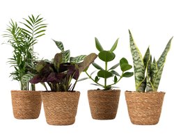Plant in a Box - Easy Care Mix - Set van 4 sterke kamerplanten met decoratieve manden - Hoogte 25-40cm - Pot 12cm - Gemakkelijke planten voor huis of kantoor