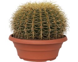 Plant in a Box - Echinocactus grusonii - Schoonmoedersstoel - Cactus - Bolcactus - Pot 25cm - Hoogte 25–35cm